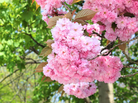 Cherry Blossom Girl - S Marks The Spots Blog
