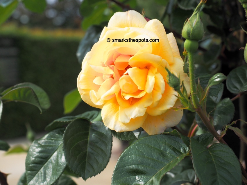 coloma_rose_garden_belgium_smarksthespots_blog_17