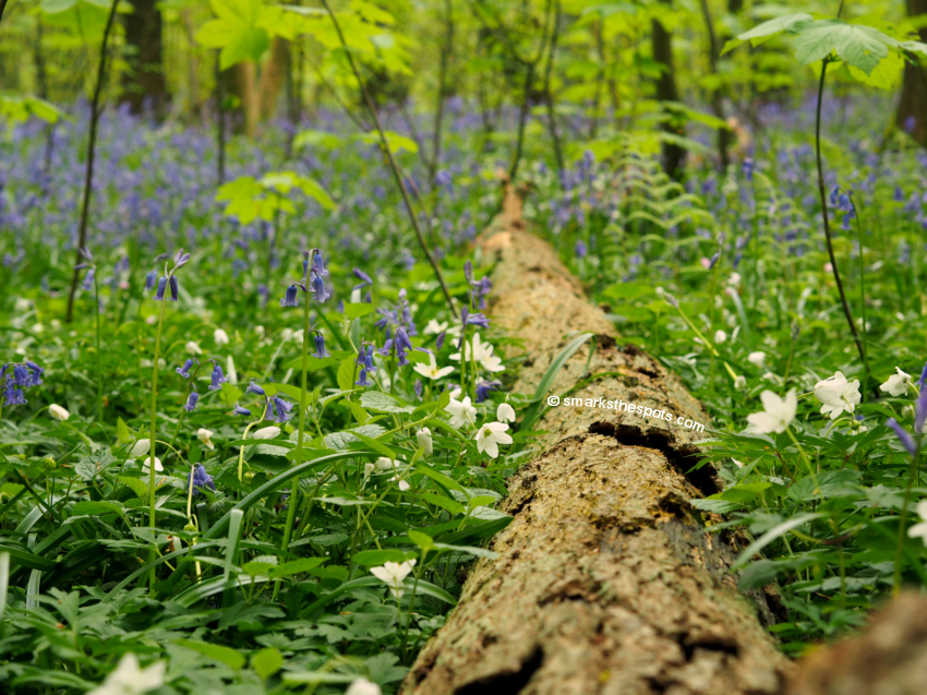 bluebells_hallerbos_forest_belgium_smarksthespots_blog_07