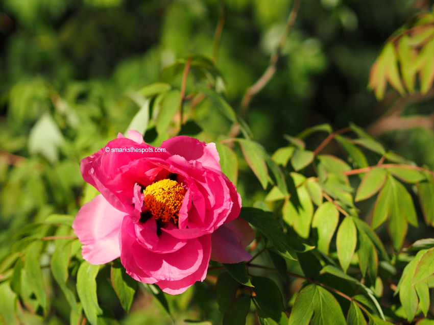 national_botanic_garden_belgium_meise_smarksthespots_blog_04