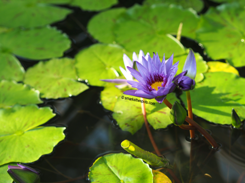 national_botanic_garden_belgium_meise_smarksthespots_blog_13