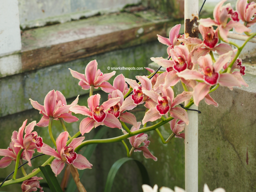 national_botanic_garden_belgium_meise_smarksthespots_blog_23