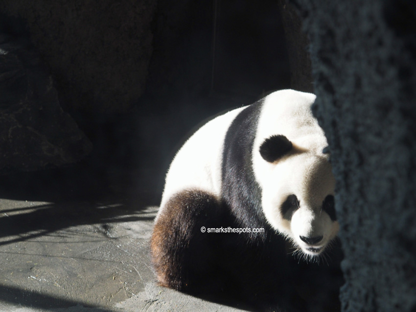 paira_daiza_belgium_smarksthespots_blog_23