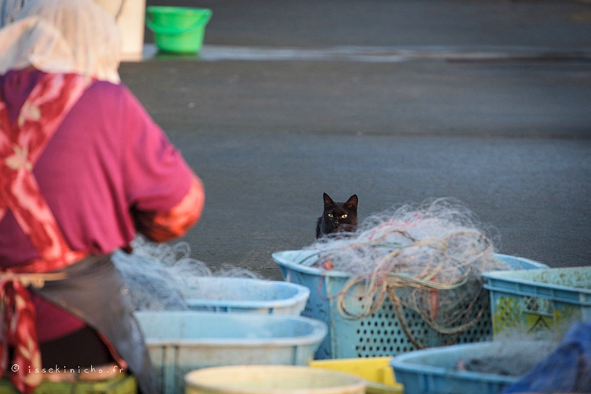 tashirojima_island_japan_05