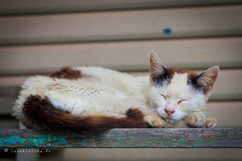 tashirojima_island_japan_09