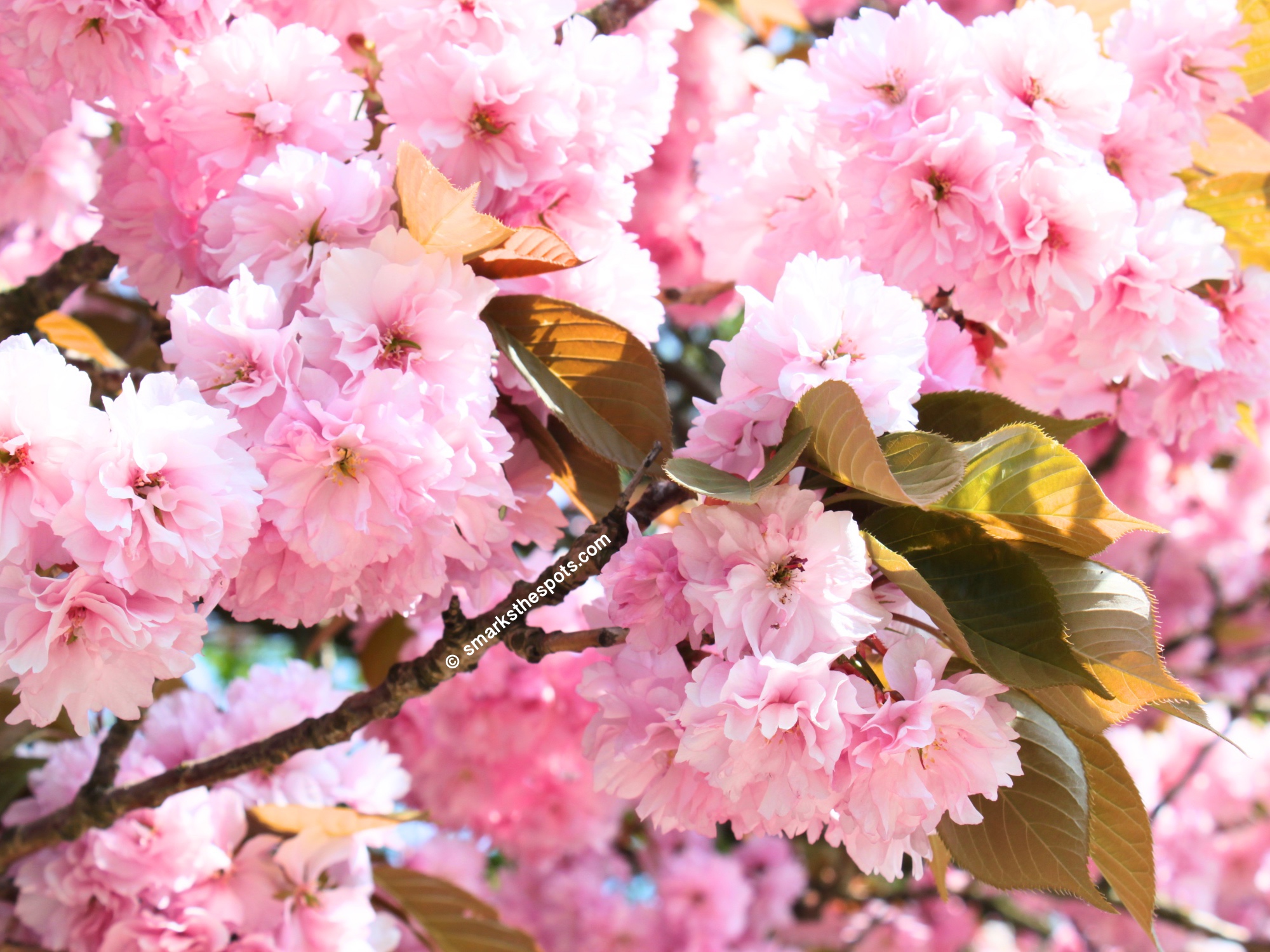 Cherry Blossom Girl - S Marks The Spots Blog